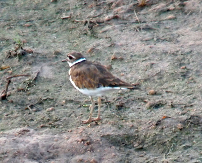 [A bird on the dirt with a white belly and a white neck, but a brown back and brown head with a black section around its eye sort of like a mask. It's larger than a perching bird, but smaller than a duck.]